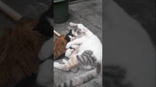 bocil item kesayangan tante #cat #kitty #imut #kitten #kucing #love #family