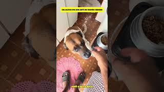 GOLDZERA CAFE DA MANHA DE DOMINGO #funny #shorts #youtubeshorts  #viral #comedy #dogs #foryou