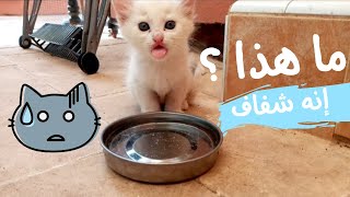 القطط الصغيرة تكتشف الماء/ شاهد كيف تتعلم القطط الشرب لاول مرة 😻😻 / القطة الام تشاهد قططها تشرب