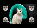 Dua Lipa - Don&#39;t Start Now - Break My Heart - Cats Version