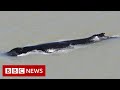 Humpback whales enter crocodile river 'in Australian first' - BBC News