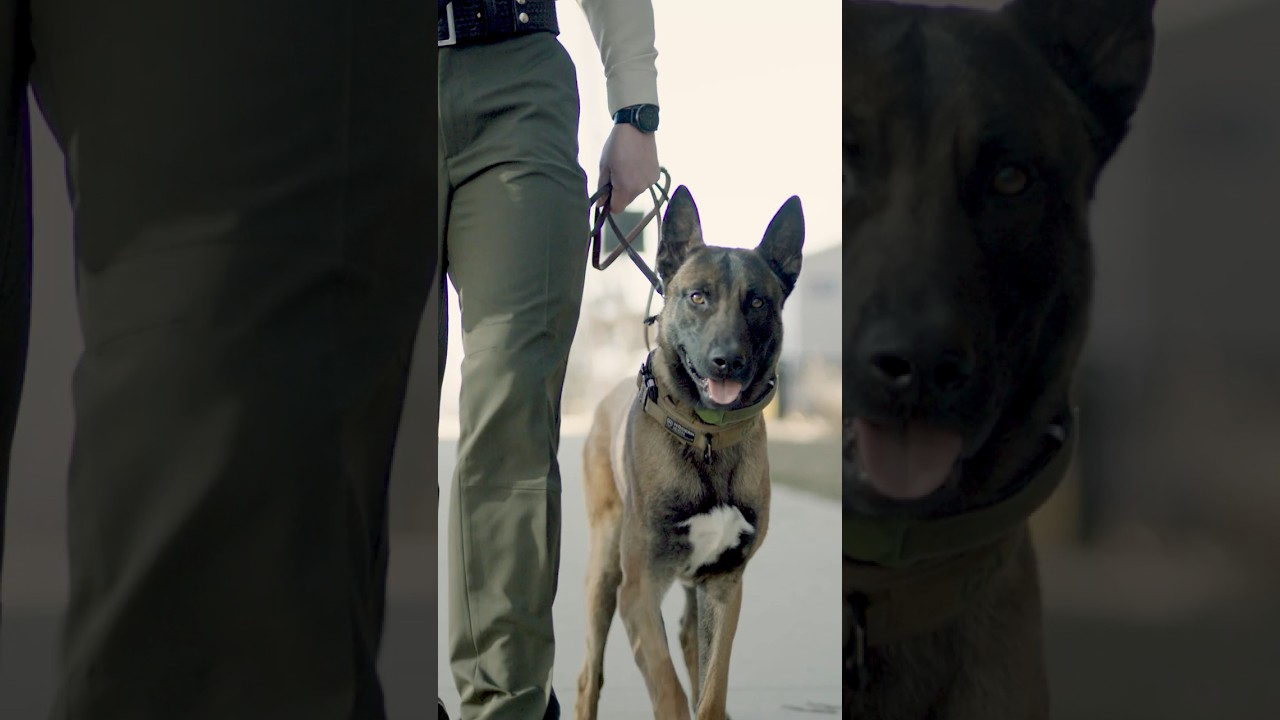 Meet Our K9 Gator: We Serve the Community Together