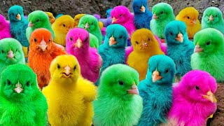 World Cute Chickens, Colorful Chickens, Rainbows Chickens, Cute Ducks, Cat, Rabbits,Cute Animals🐤🐣🐋