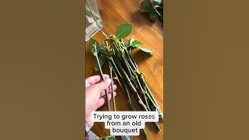 Thumbnail of Trying to grow roses from an old bouquet #roses #propagation
