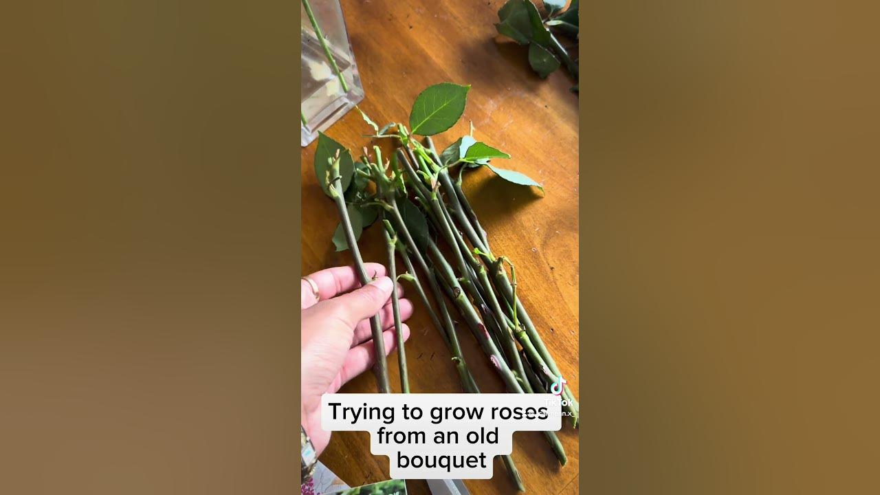 Trying to grow roses from an old bouquet #roses #propagation