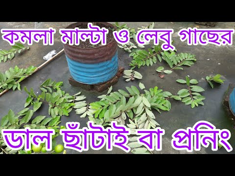 ভিডিও: সবজি বাষ্প করার 4 টি উপায়