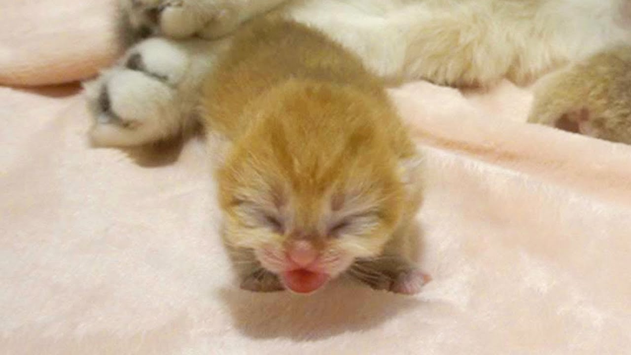 Baby kitten is meowing and crawling to find mom cat YouTube