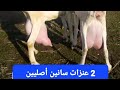 2 عنزات سلالة السانين والدين عنده 6 جديان و 5 حليب للواحد يوميا للبيع 2 عنزات سلالة السانين والدين عنده 6 جديان و 5 حليب للواحد يوميا للبيع