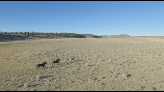 The Wild Horses of the Devil's Garden
