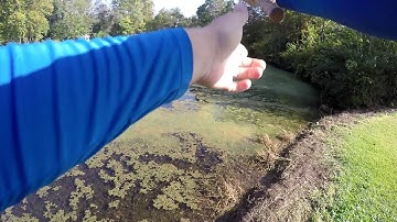 TO CATCH A SNAPPING TURTLE (ORIGINAL SIGHTING!!)