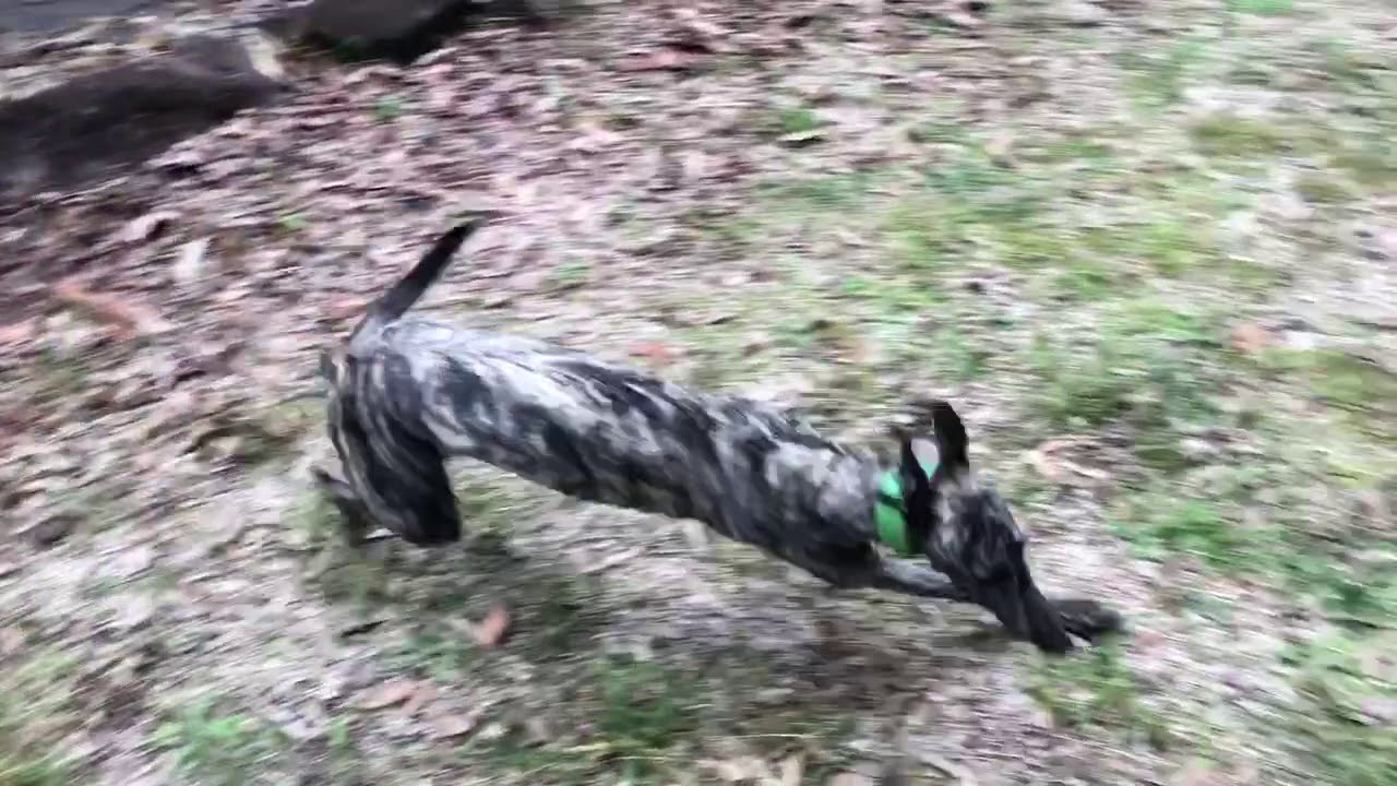 Delilah Greyhound zoomies YouTube
