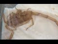 Arizona mother shares boy's severe reaction to scorpion sting