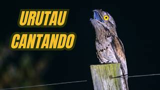 O canto do Urutau ou Mãe da Lua.
