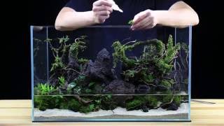 How To Aquascape A 20G Tank - Team Buce Plant X Ultum Nature Systems - Skull Island