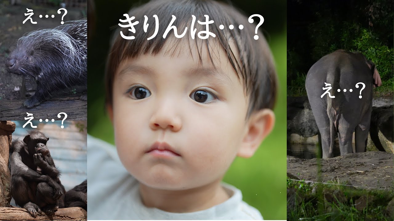 【幼児食】２歳児と一緒に動物園行ったらキリンが見たすぎて大変なことになった…