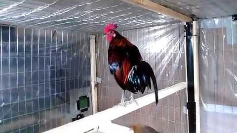 My pure red jungle fowl. Qaib qus nplog
