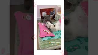 Download Lagu Konten 18+🤣   #cat #catlover #cats #kucing #kucinglucu #kucinglucu #kucingrumahan #video #fyp #fypシ MP3 Download Lagu Konten 18+🤣   #cat #catlover #cats #kucing #kucinglucu #kucinglucu #kucingrumahan #video #fyp #fypシ MP3
