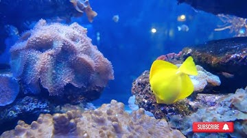 "Roaming Rhythm: Captivating Ocean Drone Views in 4K Ultra HD"