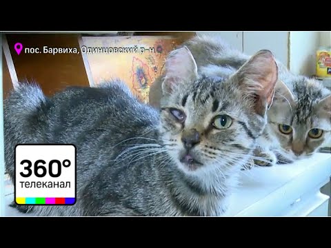 В Барвихе мужчина содержит 30 кошек в городской квартире