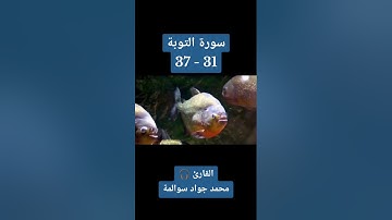 سورة التوبة 31-37 : القارئ/محمد جواد سوالمة