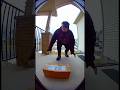 He Didn’t Expect This Inside… 📦😳 #ringcamera #funny #porchpirate #comedy #karma #memes #fails #fé