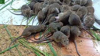 nuôi chuột đồng để bán/ mô hình nuôi chuột đồng tại nhà