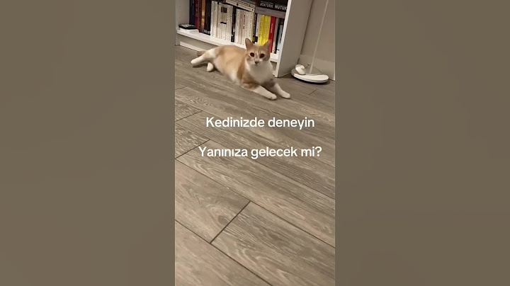 Kedi çağırma sesi açınca kediniz koşa koşa gelicek 🥰 #catshorts #cat #catlover