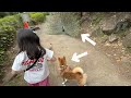 クジャクさんから6歳娘を守ろうとする柴犬おねーちゃん
