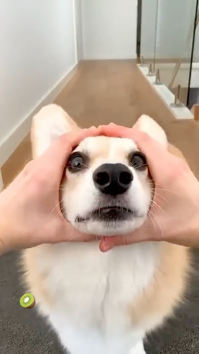 ๐smart and funny dogs ๐ซ