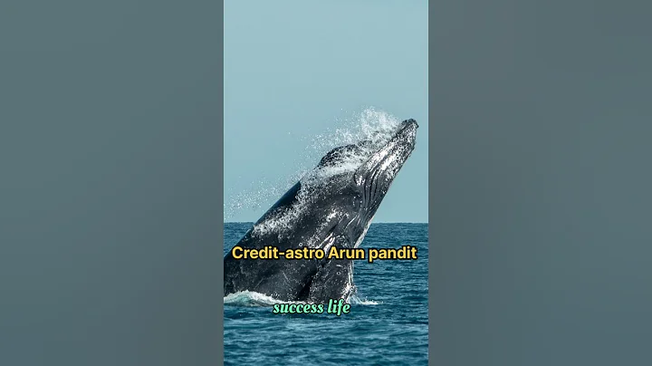 Whales of the stock market@AbhishekKar  l #money #skills #business #shor