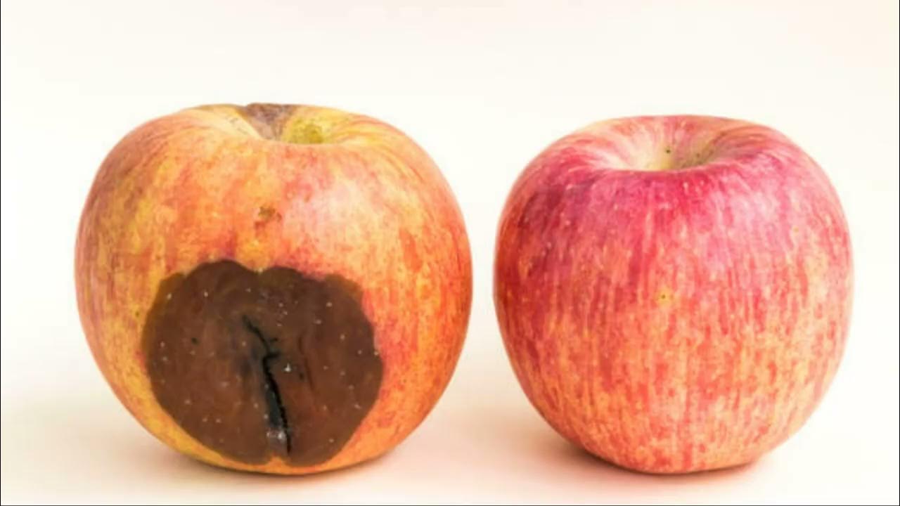 Кому досталось яблоко. Рука с яблоком иллюстрация. Кому досталось яблоко. Надкушенное яблоко. Кто яблоко в день съедает.