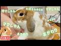 【大興奮】たれ耳うさぎがママが好きすぎて、会えた瞬間限界メーターが振り切れた