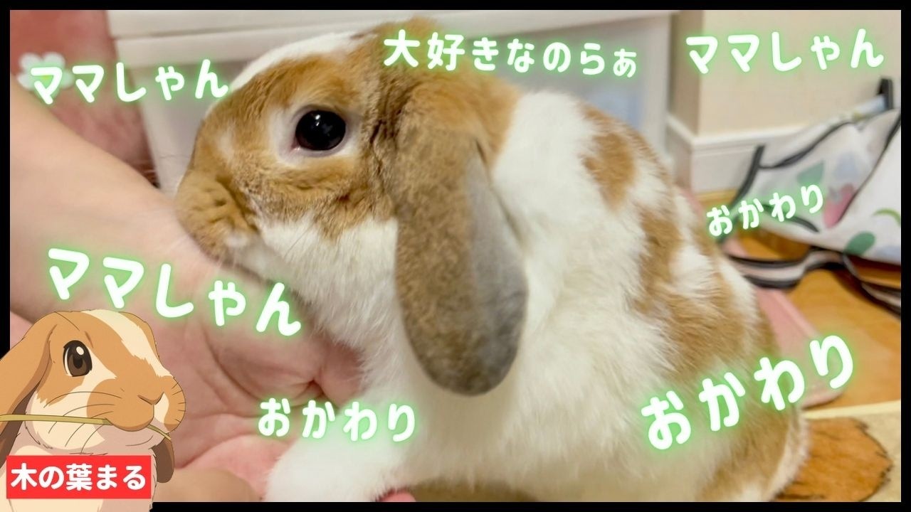 大興奮】たれ耳うさぎがママが好きすぎて、会えた瞬間限界メーターが
