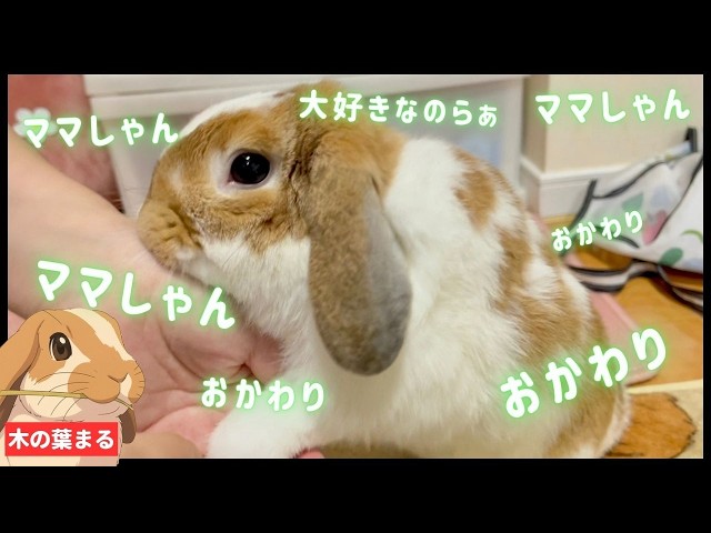 まるうさぎ様　おまとめ　4点 大興奮】たれ耳うさぎがママが好きすぎて、会えた瞬間限界メーターが
