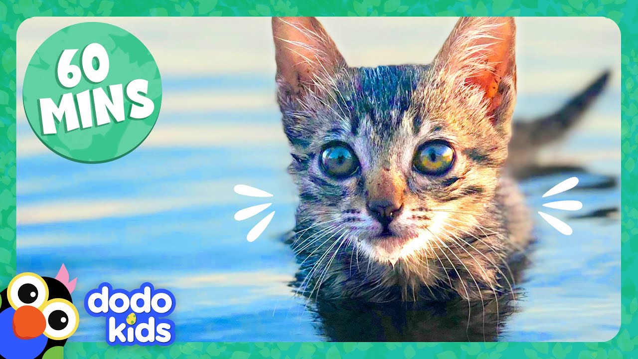 ⁣60 Minutes Of The Cutest Kitten Stories | Dodo Kids | Animal Videos