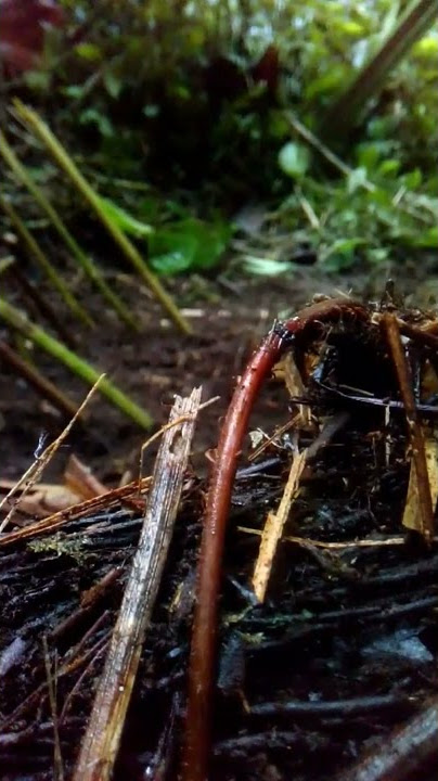 pikat jongkangan/cingcoang coklat dengan suara mp3 & ulat bambu joss..