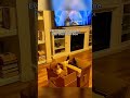 Funny Pets Part 2
