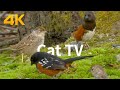 Cat TV: garden birds and pigeons for cats to watch.(4K UHD)