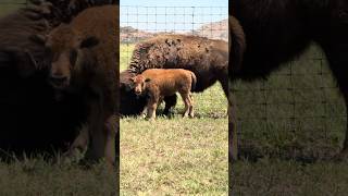 Bison north of hwy 49 between indiahoma rd and Boulder picnic road. WMWR 5/12/26