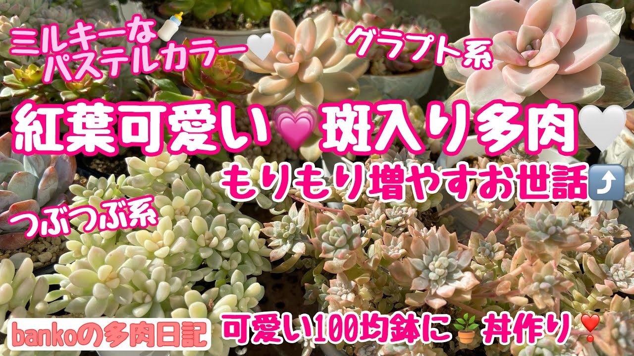 多肉日記#325】プロリフィカ錦🌱斑入りの葉挿しはどうなった❓斑入り