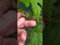Виламування пасинка у винограду