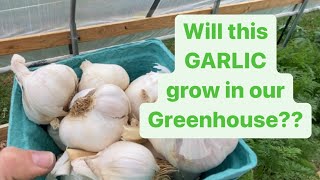 Planting Grocery Store GARLIC in the GREENHOUSE #alliteration #farmlife