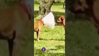 Cachorro Megafone Mp4