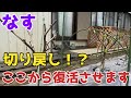 【なす】ダニ被害がすごいなすをここから復活させます。切り戻し【無農薬】