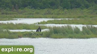 This Week at Brooks Falls 7.23.2018: Bear 813 Nostril Shows Up!