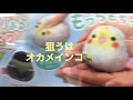 そうだ❗️セリアに買い物に行こー　インコグッズガチャガチャやる