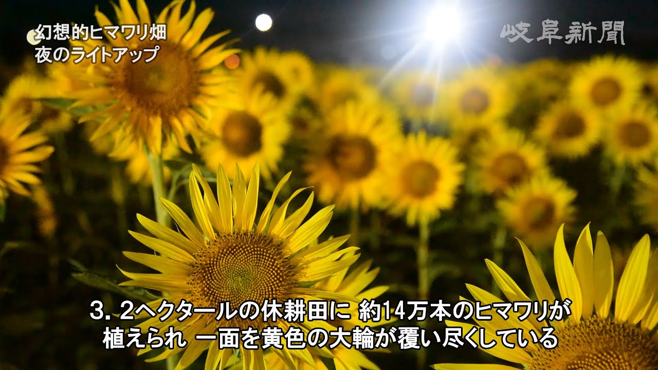 幻想的なヒマワリ畑 夜のライトアップ 岐阜・大垣市 - YouTube