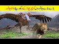 Deadliest bird attacks Part 2 | Most dangerous bird attacks | खूंखार पक्षियों के खौफनाक हमले|