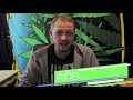Topping Cannabis or FIM? (EXPLAINATION + TUTORIAL)