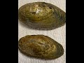 Freshwater Floater Mussels Discovered In Labrador..